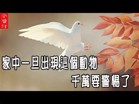 小鳥死在家裡|鳥死在陽台風水：你可能不知道的陽台設計風水禁忌【鳥死在陽台。